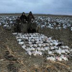 Well above average snow goose hunt. This in another one of the guides hunts in ND in which we harvest 87 birds.