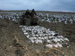 Well above average snow goose hunt. This in another one of the guides hunts in ND in which we harvest 87 birds.