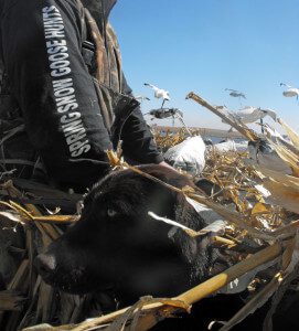 Kali kenneled up in North Dakota.