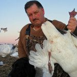 Banded snow geese