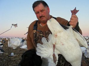 Banded snow geese