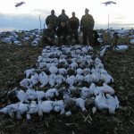 Here is our best day guided hunt for 2012. These hunters harvested 119 snow geese on February 22, 2012.