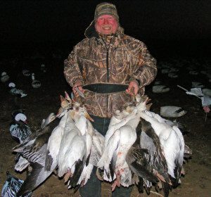 Game straps are straining under the load of these snow geese.