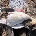 Banded Snow Goose