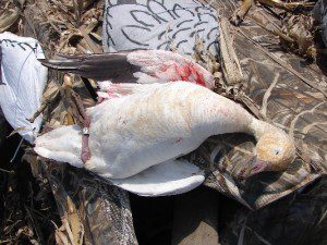 Banded Snow Goose