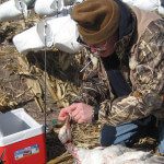 This is Dick Slemons from the Department of Veterinary Preventive Medicine at Ohio State University. He has been collecting swabs from our harvested snow geese for a couple years for his research on defining and controlling infectious diseases in avian species.