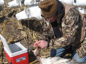 This is Dick Slemons from the Department of Veterinary Preventive Medicine at Ohio State University. He has been collecting swabs from our harvested snow geese for a couple years for his research on defining and controlling infectious diseases in avian species.