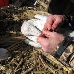 He takes swap from the throat and vent of the birds. Last year he didn't find anything interesting in the collected samples. We have not heard back from him on his 2012 samples.
