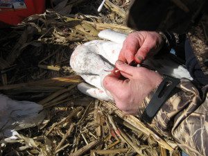 He takes swap from the throat and vent of the birds. Last year he didn't find anything interesting in the collected samples. We have not heard back from him on his 2012 samples.
