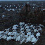 Snow Goose Migration