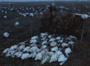Snow Goose Migration