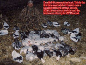 Here is the first time anybody had hunted snow geese with Deadly Decoys™. It was a warmer winter and there were several thousand snows in Mound City already on the opening day of the conservation order January 30, 2006. We shot 35 snow geese that day and the decoy proved then as they have every day in the field since that they are very effective.
