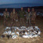 snow geese 2011