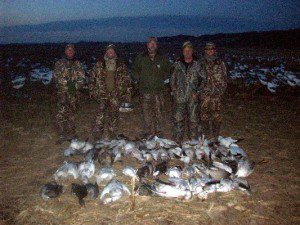 snow geese 2011