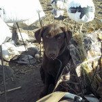 “Kali” my new lab on her first spring snow goose season. She patiently waits to retrieve snow geese between flocks.