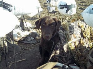 “Kali” my new lab on her first spring snow goose season. She patiently waits to retrieve snow geese between flocks.