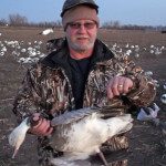 Banded Blue Goose