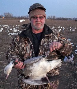 Banded Blue Goose