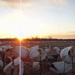spring-snow-goose-hunt-2013-106