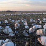 spring-snow-goose-hunt-2013-108