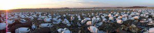 spring-snow-goose-hunt-2013-108