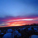 spring-snow-goose-hunt-2013-111