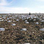 spring-snow-goose-hunt-2013-114