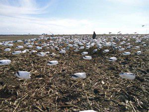 spring-snow-goose-hunt-2013-114