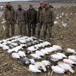 The tail end of the snow goose migration was very good in Missouri.