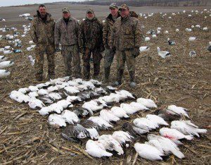 The tail end of the snow goose migration was very good in Missouri.
