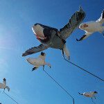 spring-snow-goose-hunt-2013-29