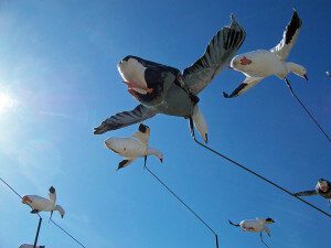 spring-snow-goose-hunt-2013-29