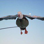 Flyer decoys are one of the keys to our success.
