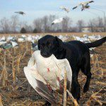 spring-snow-goose-hunt-2013-44