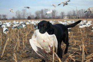 spring-snow-goose-hunt-2013-44