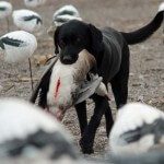 spring-snow-goose-hunt-2013-47