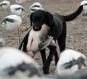 spring-snow-goose-hunt-2013-47