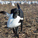 spring-snow-goose-hunt-2013-49
