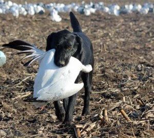 spring-snow-goose-hunt-2013-49