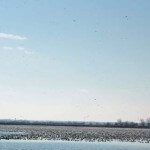 Squaw Creek Refuge loaded up with snow geese in Missouri.