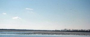 Squaw Creek Refuge loaded up with snow geese in Missouri.
