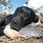 Have you ever been dog tired?