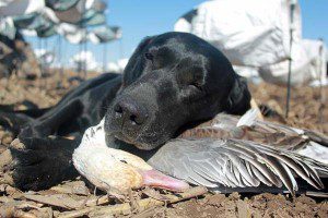 Have you ever been dog tired?