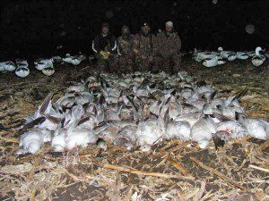 spring-snow-goose-hunt-2013-60