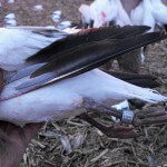 spring-snow-goose-hunt-2013-89