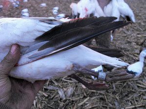 spring-snow-goose-hunt-2013-89