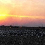 spring-snow-goose-hunt-2013-91