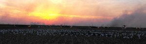 spring-snow-goose-hunt-2013-91