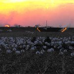 You know the Missouri snow goose season is about over when they start burning the grass on the levees. They sure like to burn stuff in Missouri.