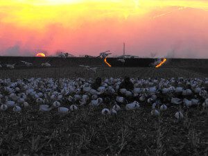 You know the Missouri snow goose season is about over when they start burning the grass on the levees. They sure like to burn stuff in Missouri.